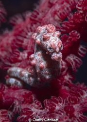 Angry Bargibanti Pigmy Seahorse in Tulamben, Bali. by Charly Clérisse 